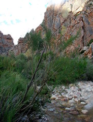 Psoralea imminens