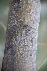Psoralea imminens