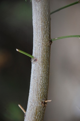 Psoralea imminens