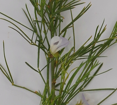 Psoralea imminens