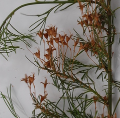 Psoralea imminens