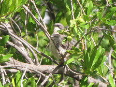 Apalis thoracica capensis