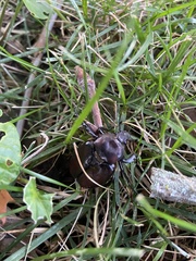 Osmoderma subplanata