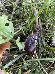 Osmoderma subplanata