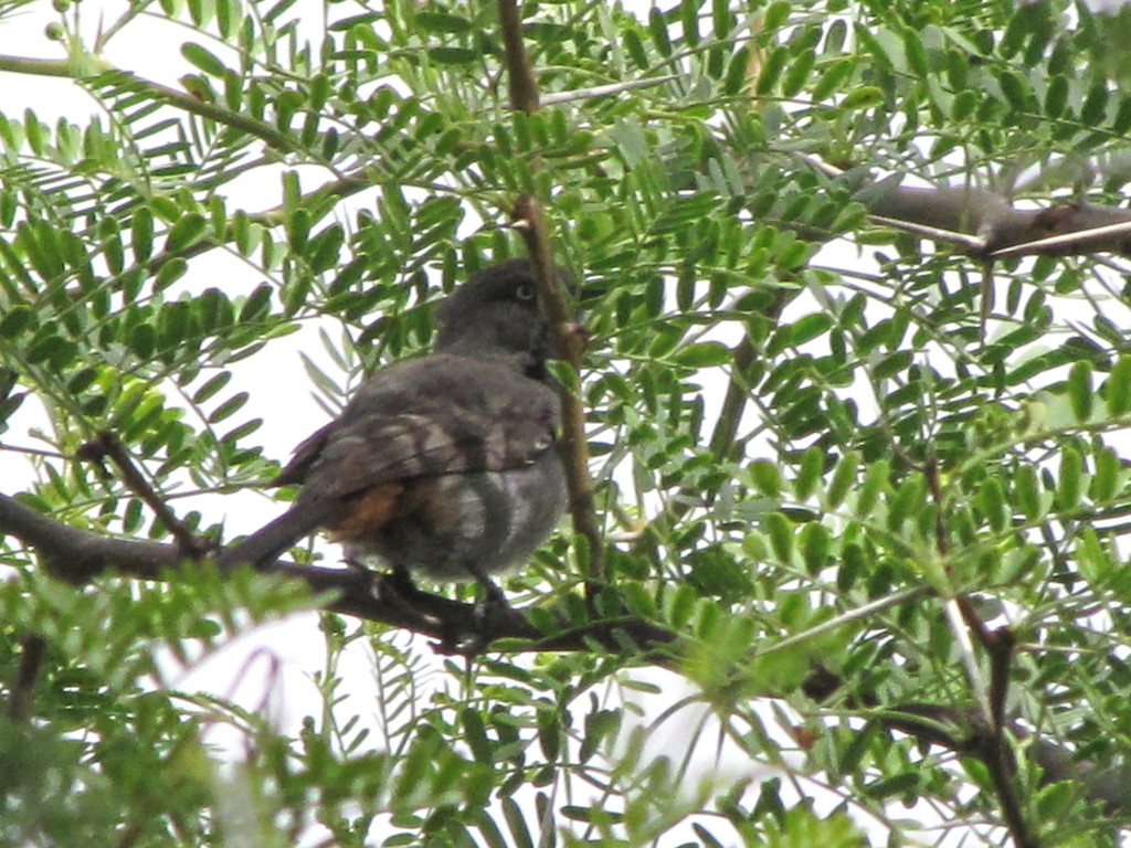 Chestnut-vented Warbler