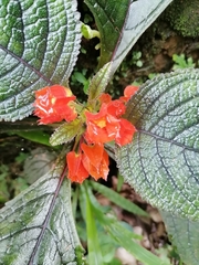 Chrysothemis pulchella