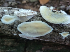 Skeletocutis semipileata