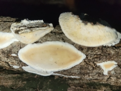 Skeletocutis semipileata