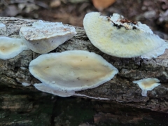 Skeletocutis semipileata