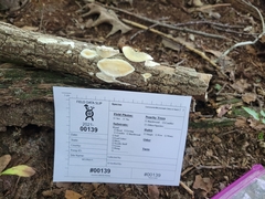 Skeletocutis semipileata