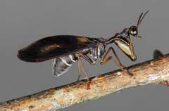 Pseudoclimaciella