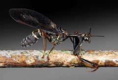 Pseudoclimaciella