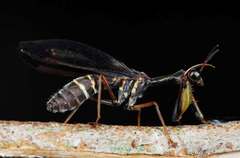Pseudoclimaciella