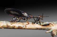 Pseudoclimaciella