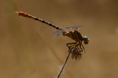 Erpetogomphus
