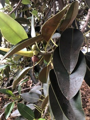 Ficus macrophylla