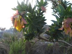 Liparia splendens splendens