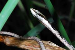 Thelotornis capensis capensis