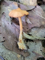 Lactarius subserifluus