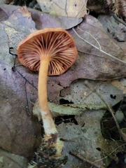 Lactarius subserifluus