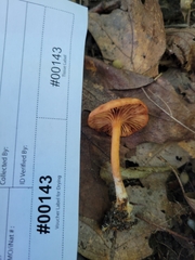 Lactarius subserifluus