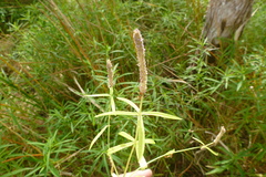 Pogostemon stellatus