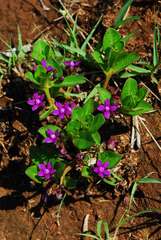 Raphionacme hirsuta