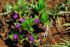 Raphionacme hirsuta