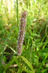 Pogostemon stellatus
