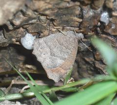 Pindis squamistriga
