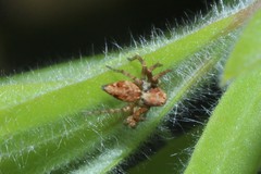 Oxyopes variabilis