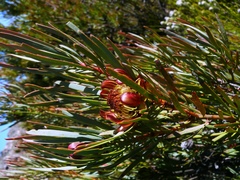 Protea acuminata
