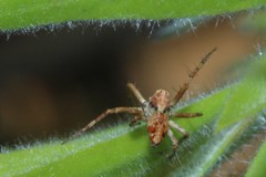 Oxyopes variabilis