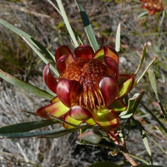 Protea acuminata