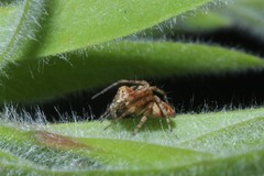 Oxyopes variabilis