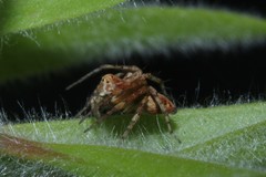 Oxyopes variabilis