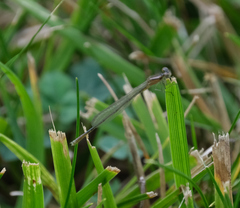 Enallagma vesperum