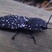 Forest Clickbeetles - Photo (c) Dennis Laidler, some rights reserved (CC BY-NC), uploaded by Dennis Laidler