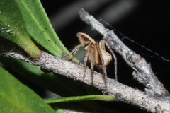 Oxyopes variabilis