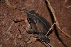 Rhinella scitula