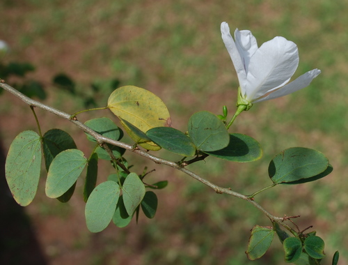 Bauhinia natalensis, photograph 3