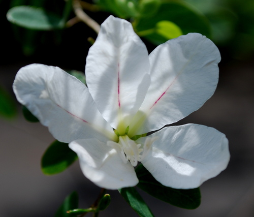 Bauhinia natalensis, photograph 4