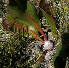 Protea scolopendriifolia