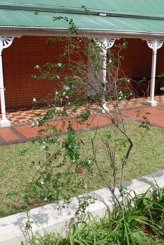 Bauhinia natalensis, photograph 5