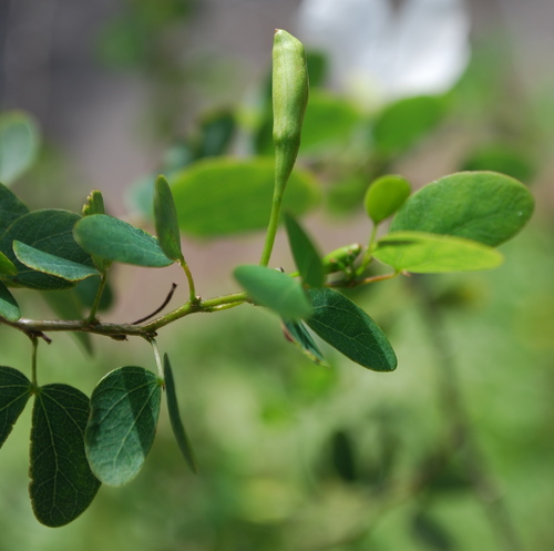 Bauhinia natalensis, photograph 6