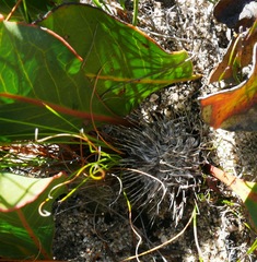 Protea scolopendriifolia
