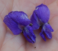Bolusanthus speciosus
