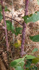 Rubus carpetanus