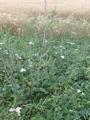 Artemisia mongolica