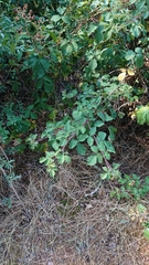 Rubus carpetanus